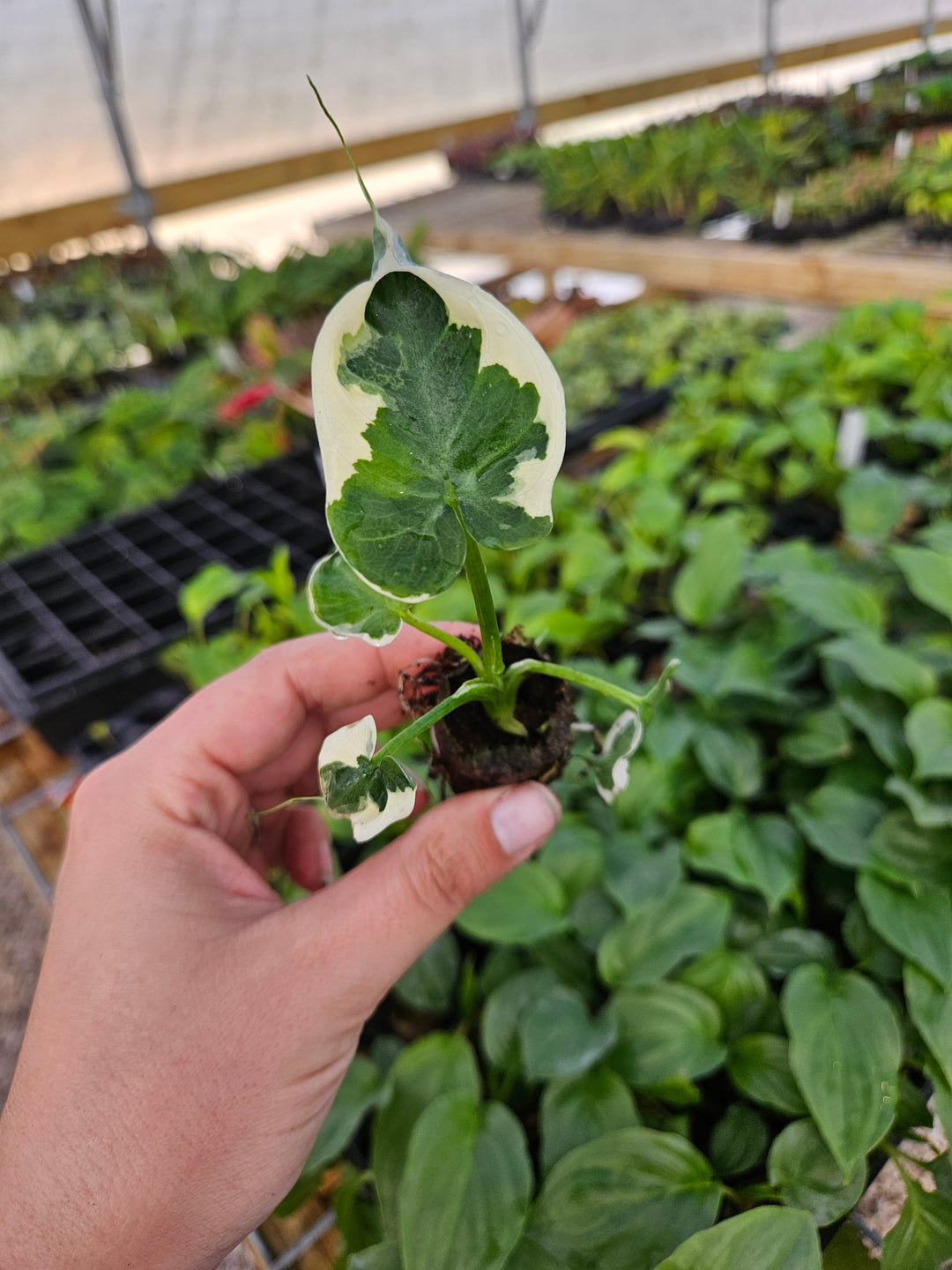 Alocasia Mickey Mouse plant with heart-shaped, variegated leaves in a greenhouse setting.