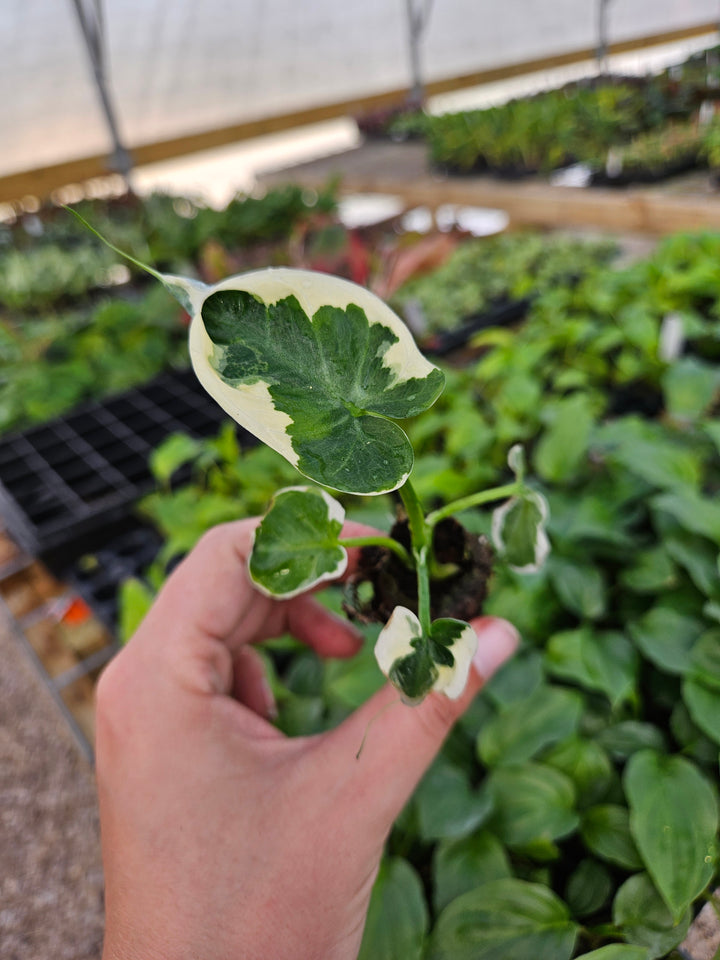 Alocasia Mickey Mouse plant with unique heart-shaped, variegated leaves.