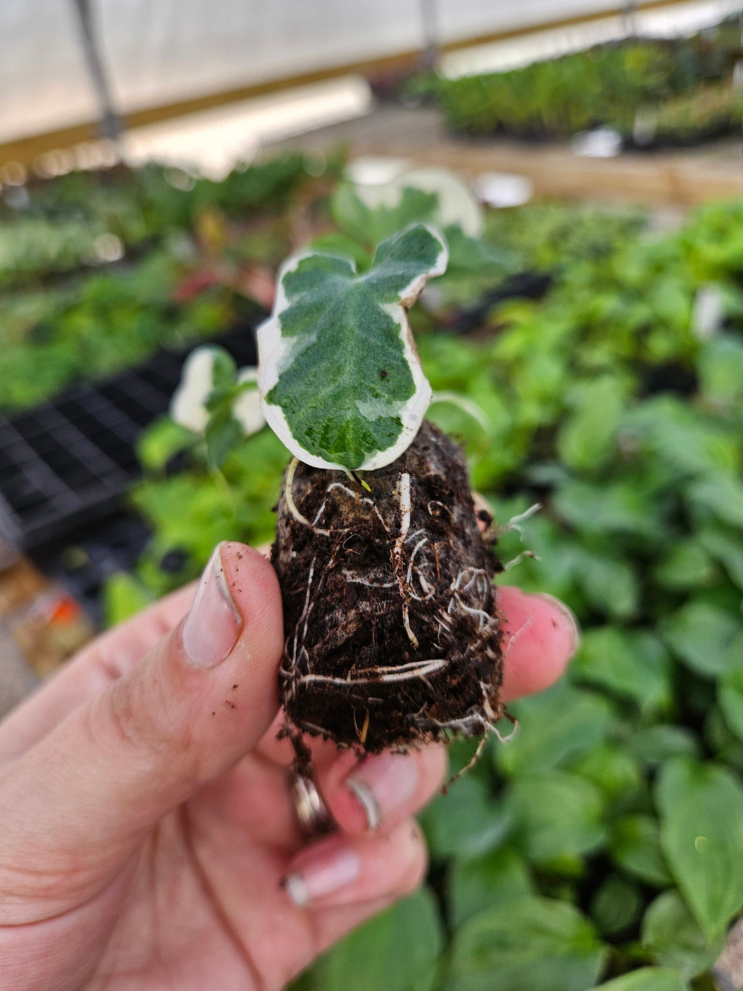 Alocasia Mickey Mouse plant with heart-shaped variegated leaves being held in hand.