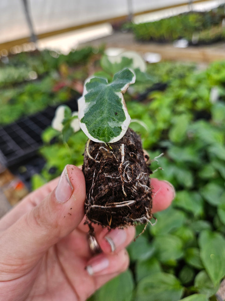 Alocasia Mickey Mouse plant with heart-shaped variegated leaves being held in hand.