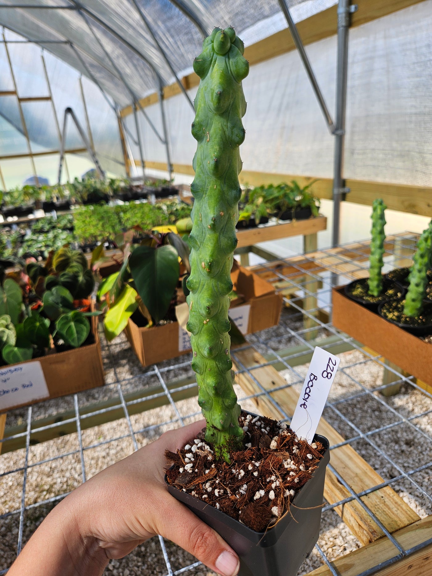 Cactus Cereus Boobie (4in)- 228