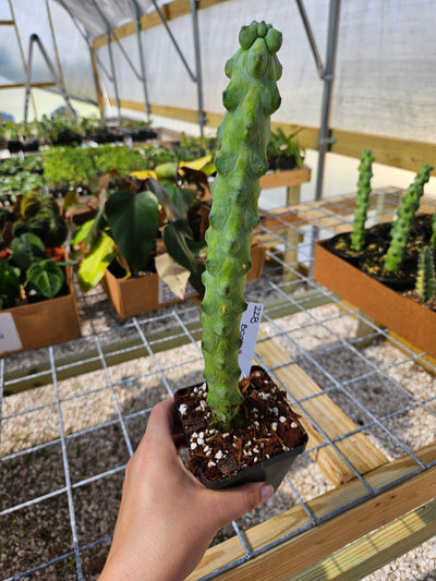 Cactus Cereus Boobie (4in)- 228