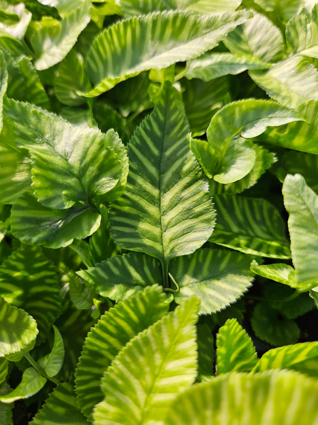 Golden Zebra Bamboo Fern Plug