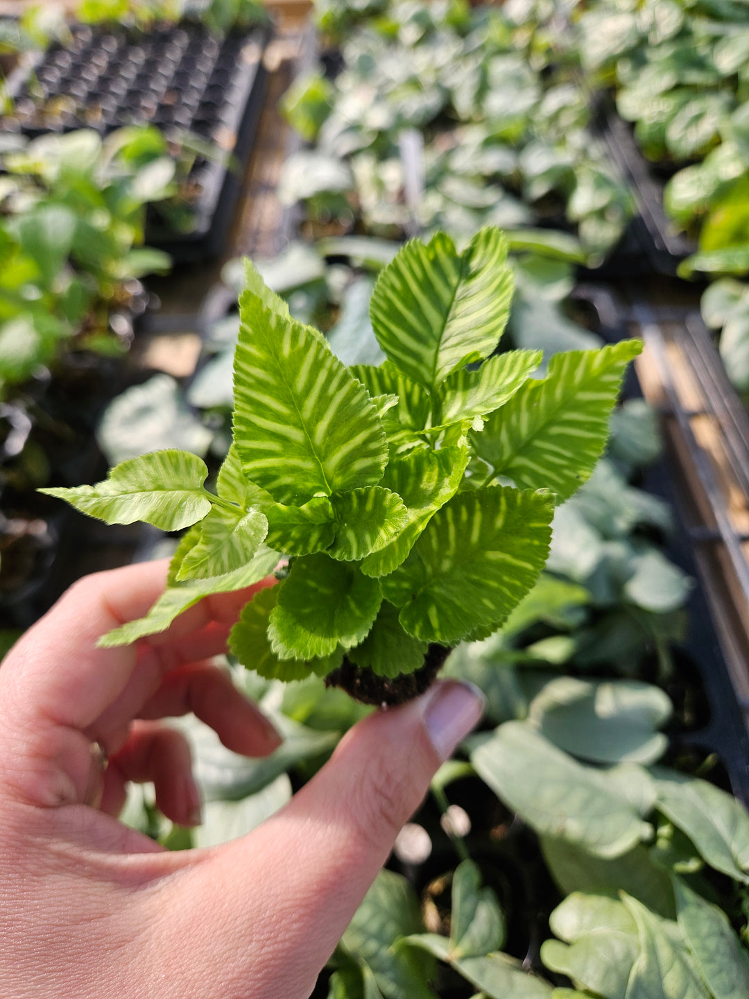 Golden Zebra Bamboo Fern Plug