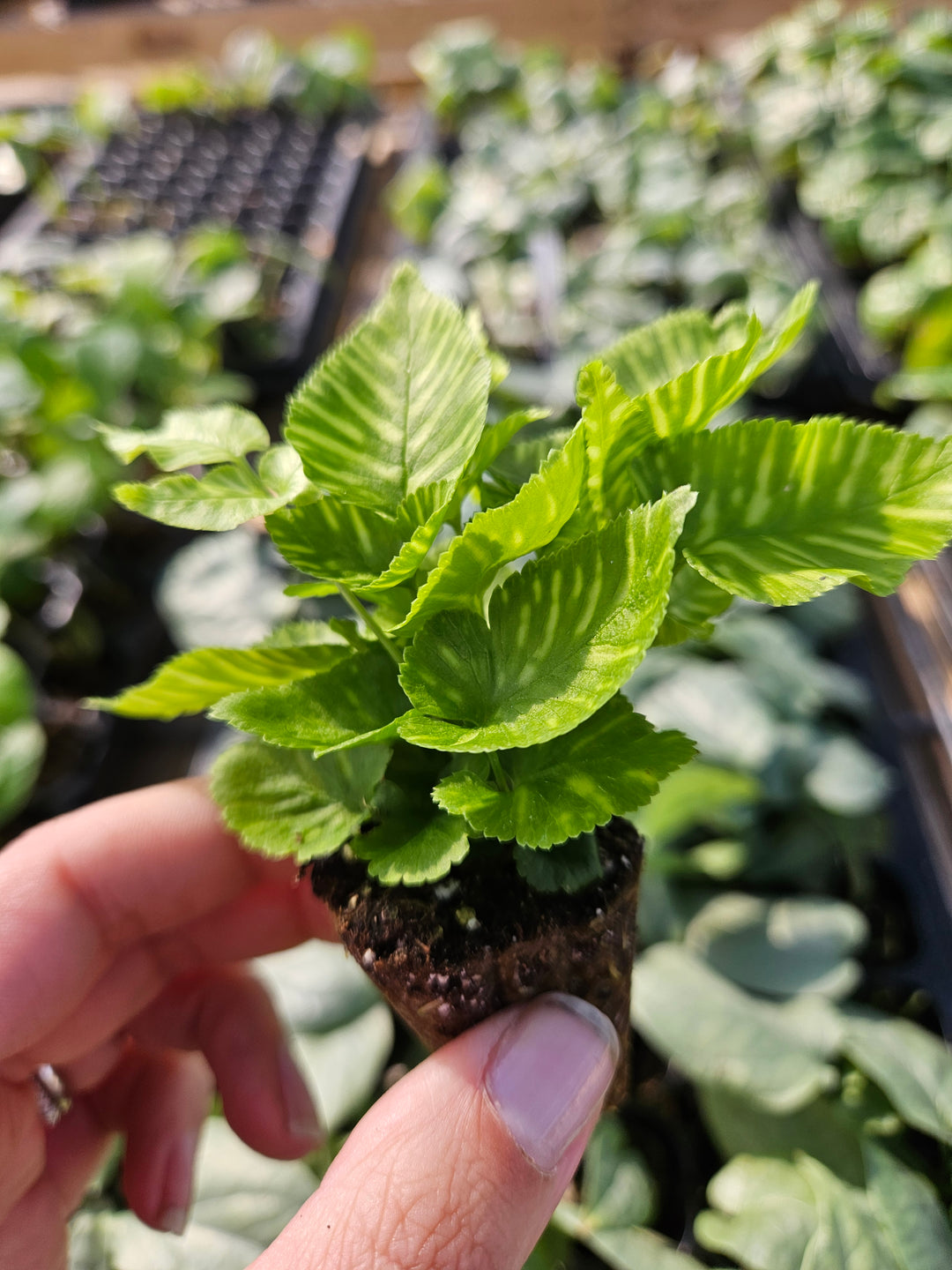 Golden Zebra Bamboo Fern Plug