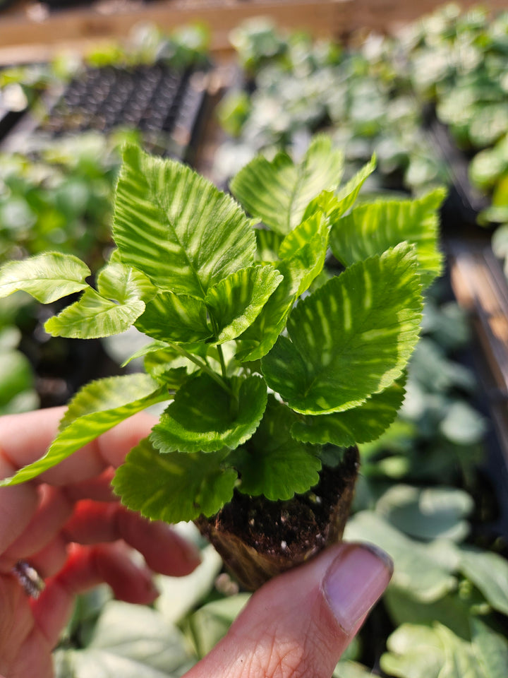 Golden Zebra Bamboo Fern Plug