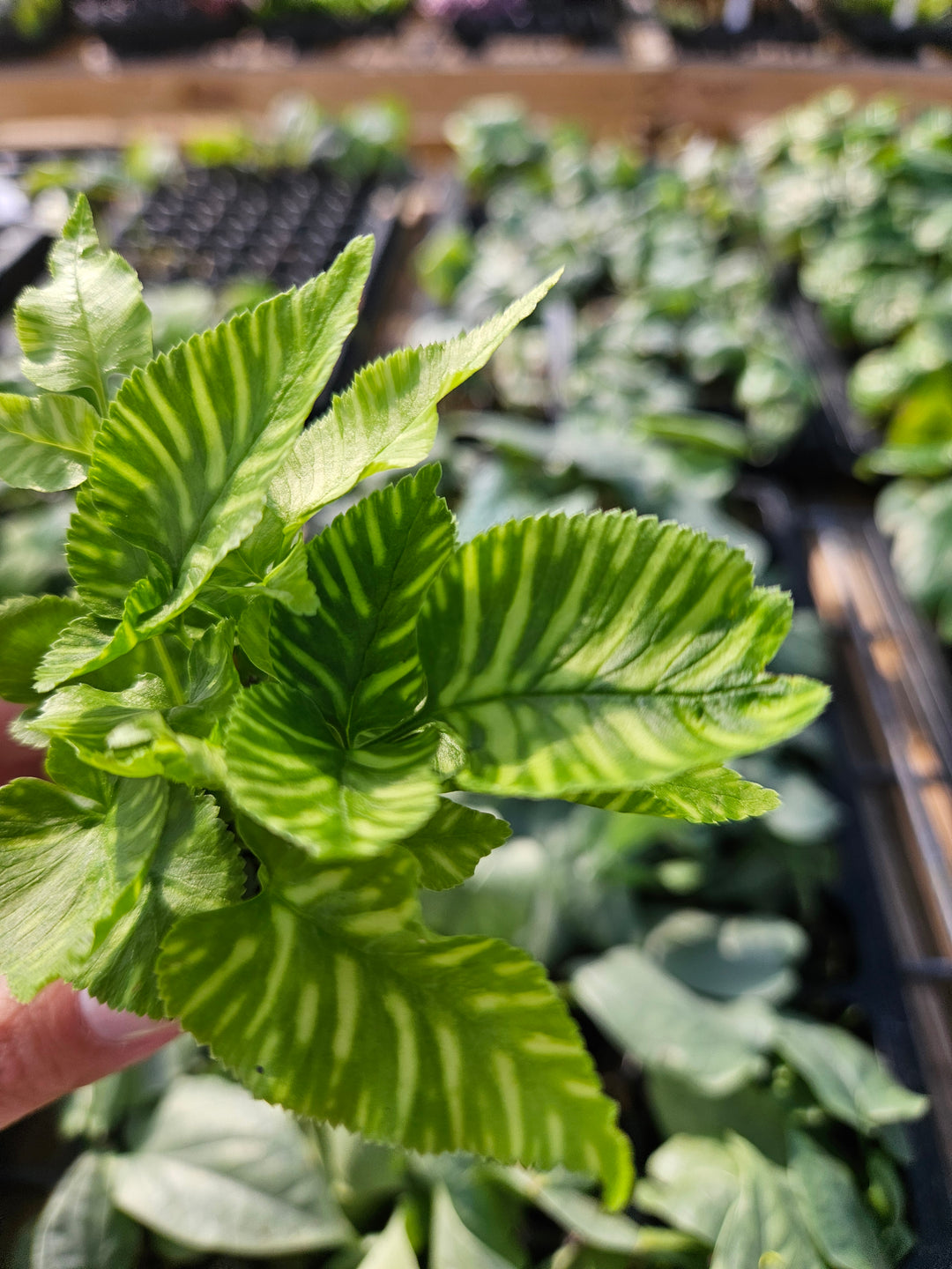 Golden Zebra Bamboo Fern Plug