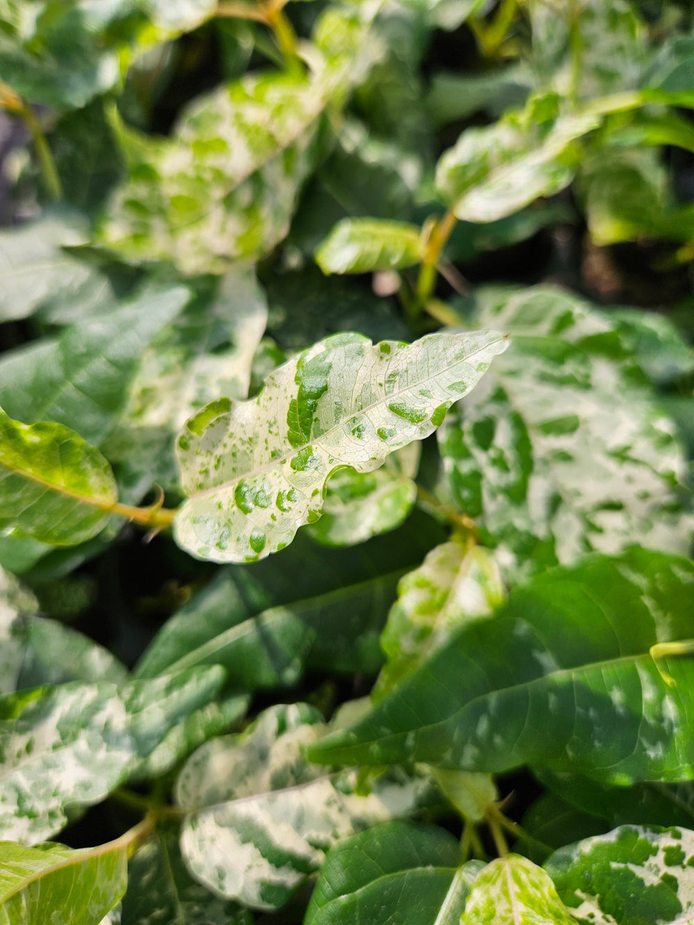 Ficus Clown Fig with variegated green and white leaves.