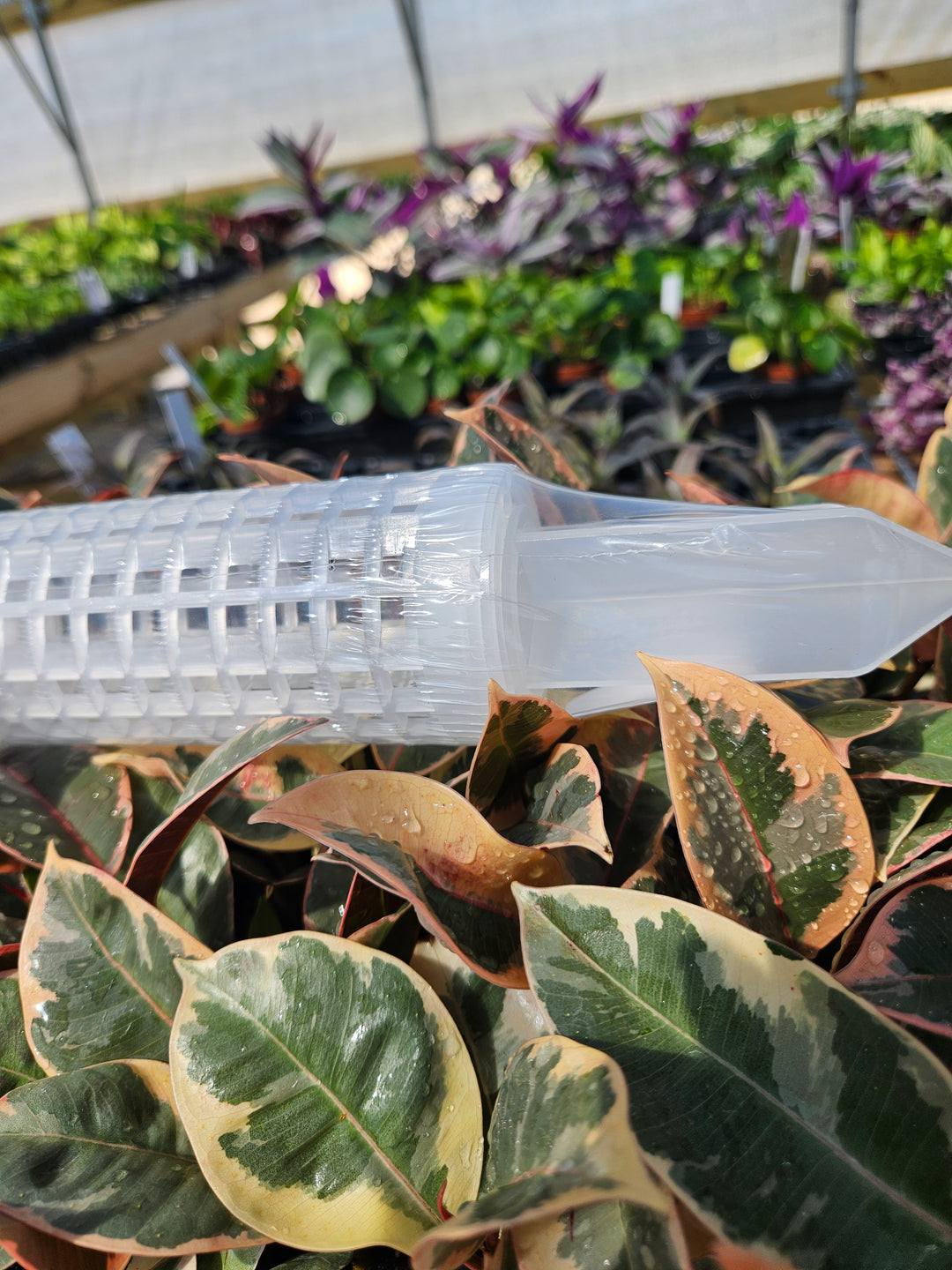 Clear fillable grow pole in use among plants.