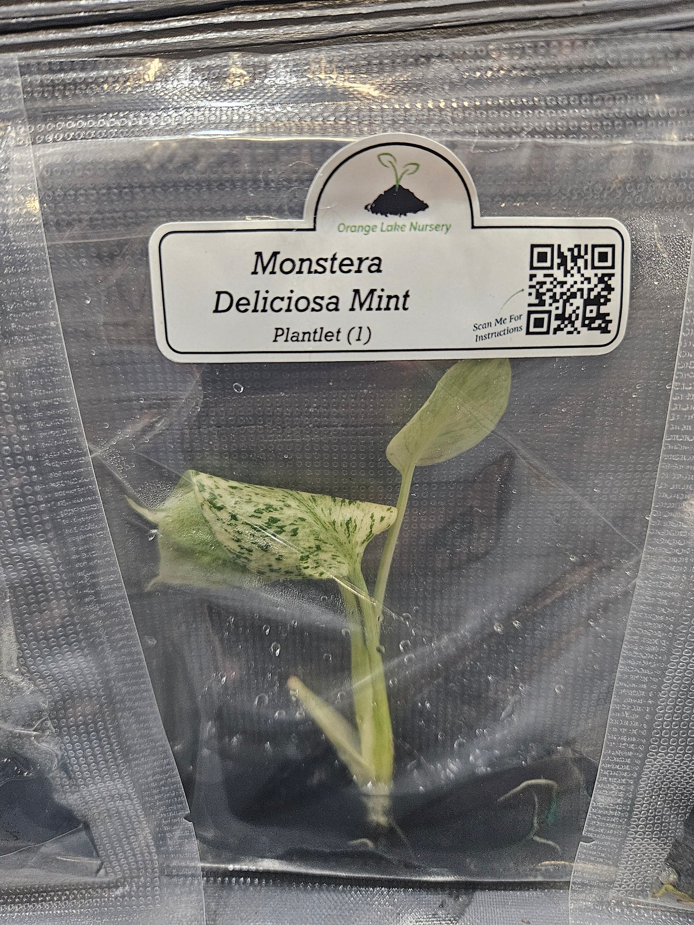 Monstera Madness Bundle Plantlets