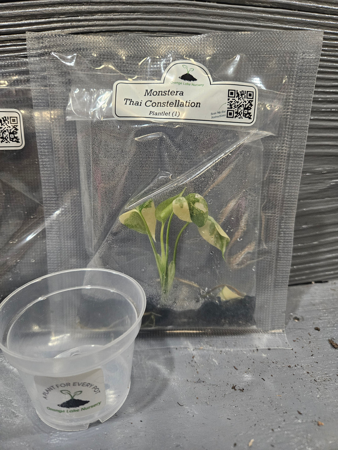 Monstera Madness Bundle Plantlets