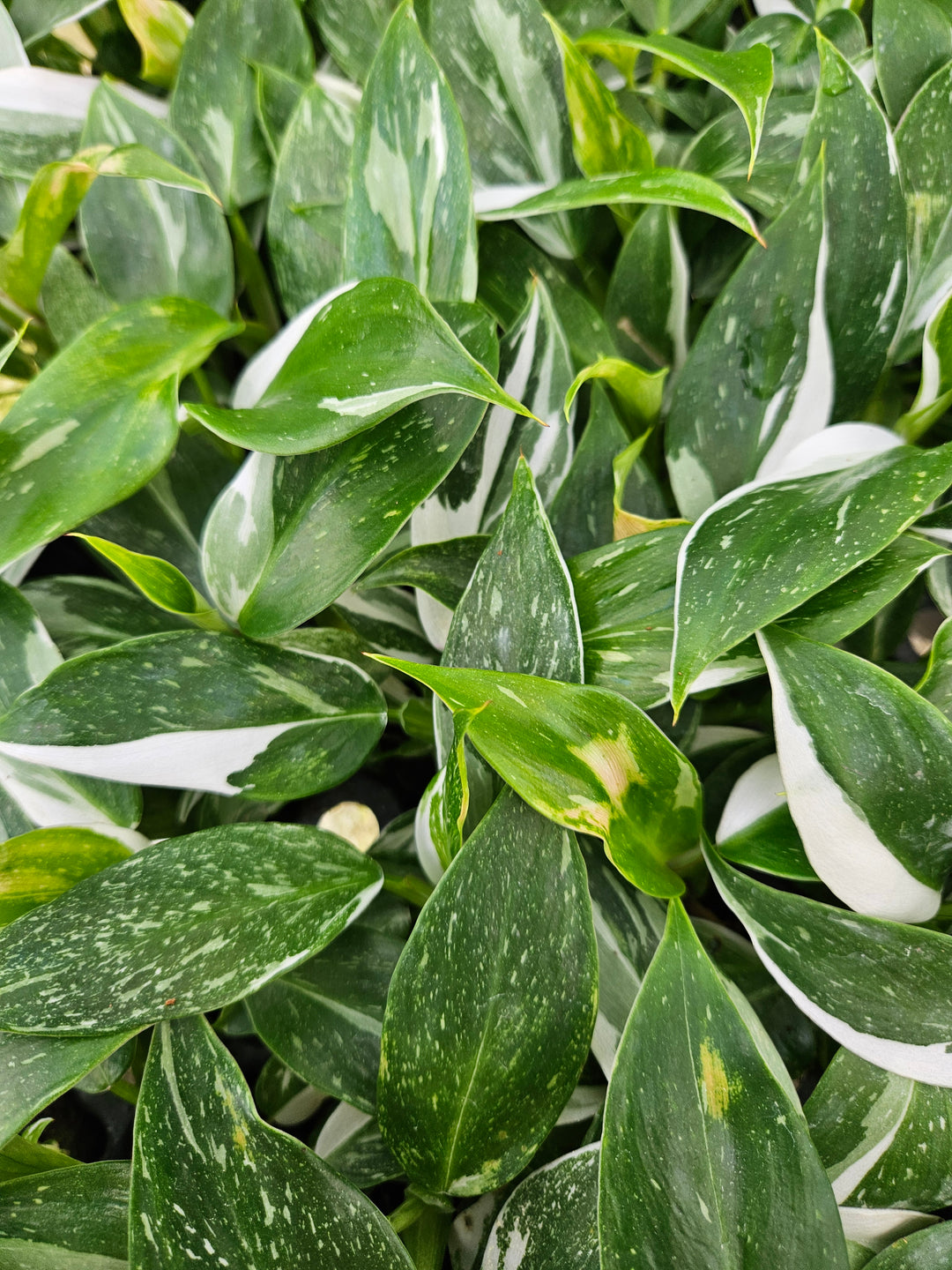 Philodendron White Princess