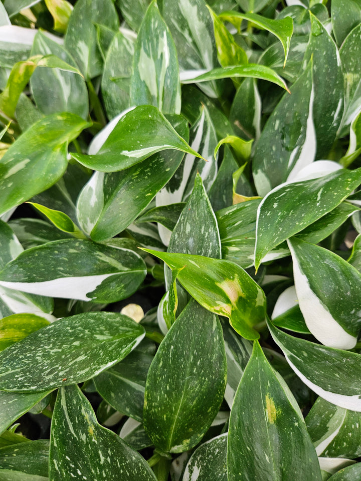 Philodendron White Princess