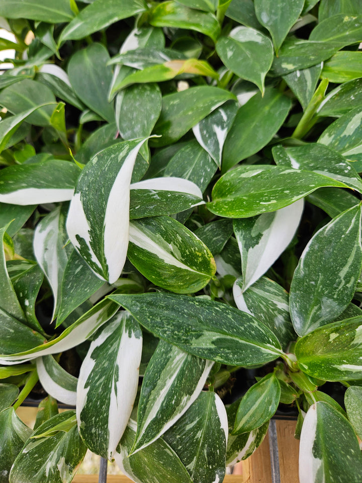 Philodendron White Princess