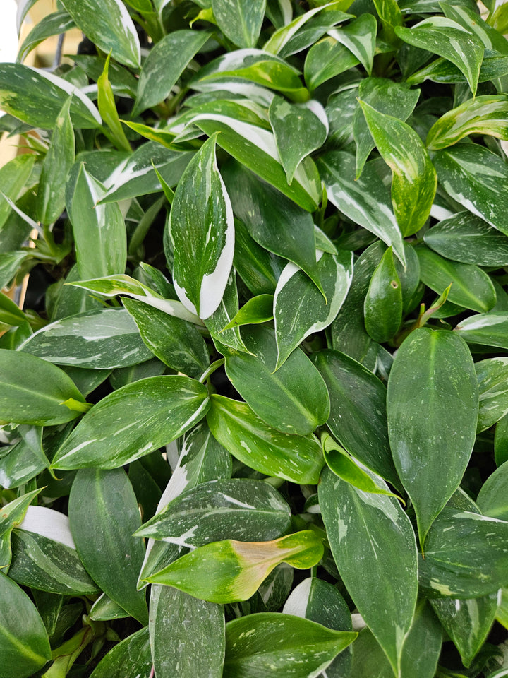 Philodendron White Princess