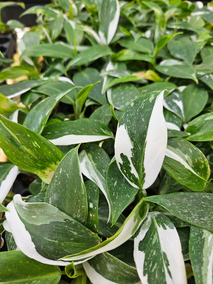 Philodendron White Princess