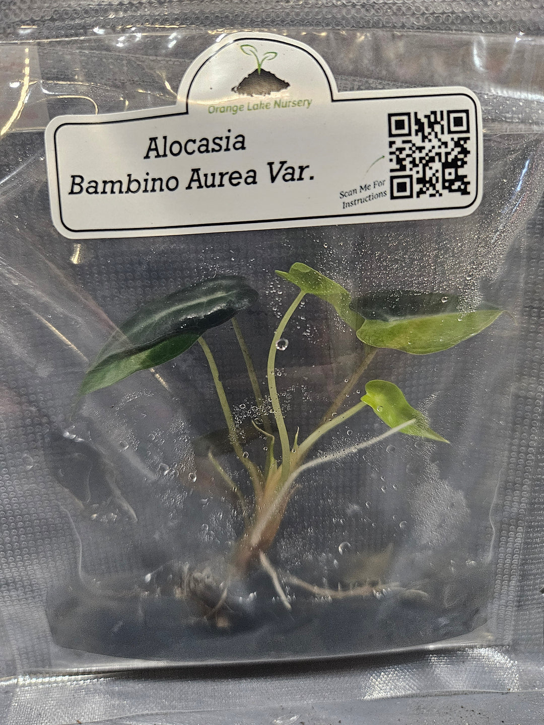 Alocasia Bambino Aurea Plantlet