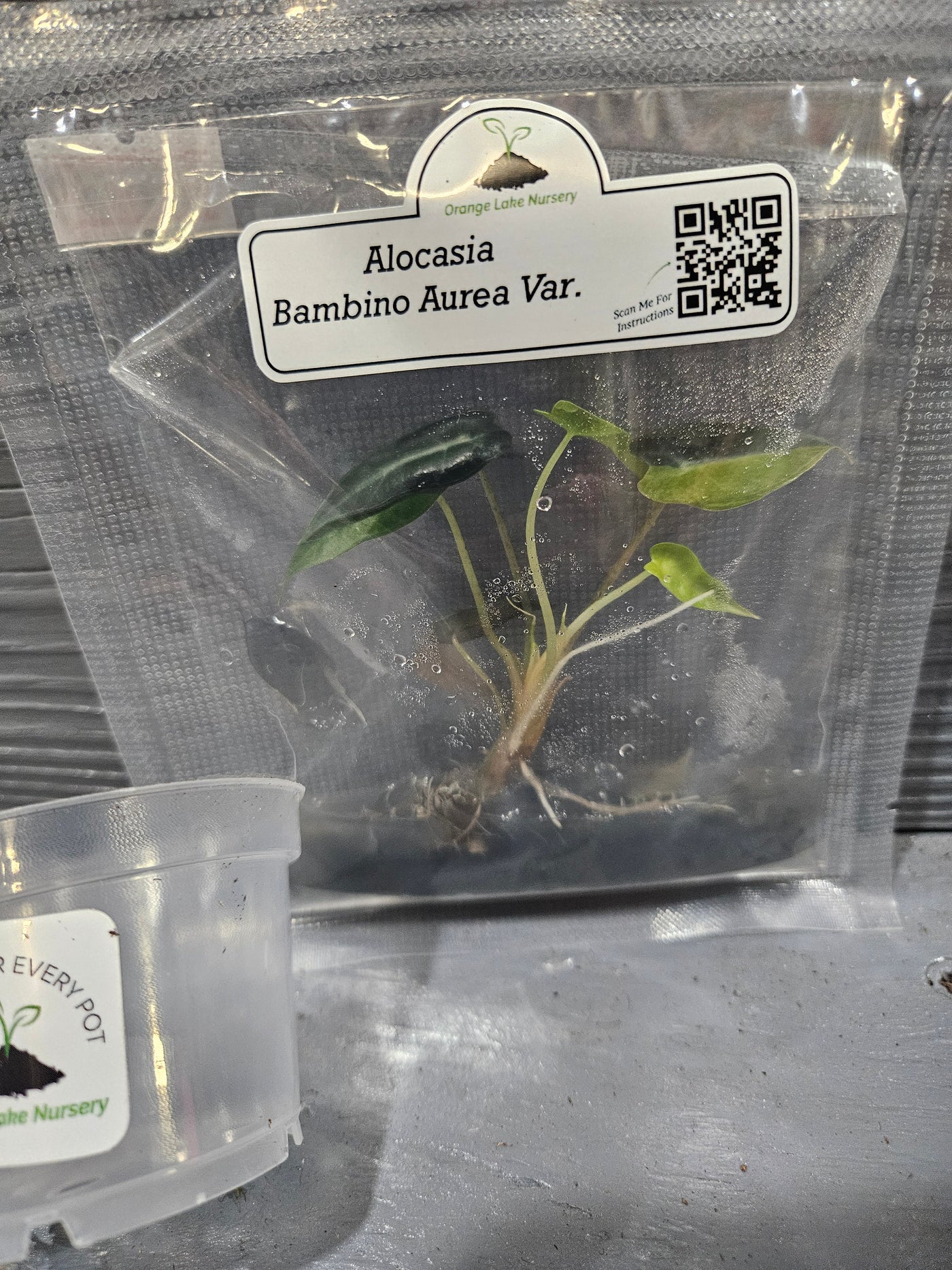 Alocasia Bambino Aurea Plantlets (1)