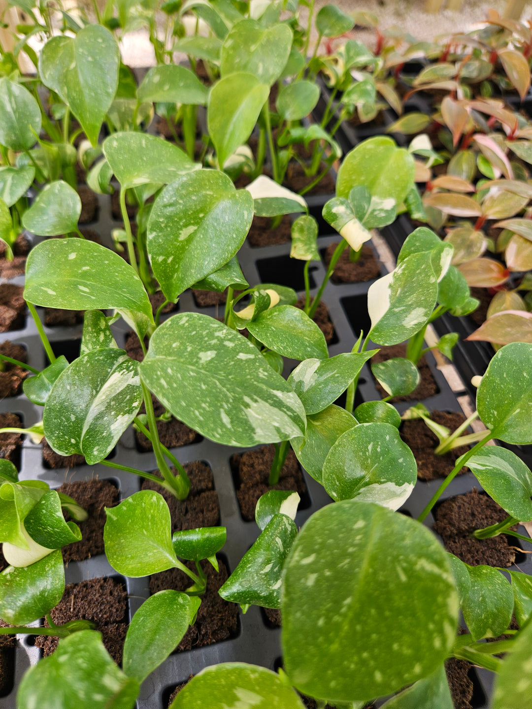 Low Var Monstera Thai Constellation