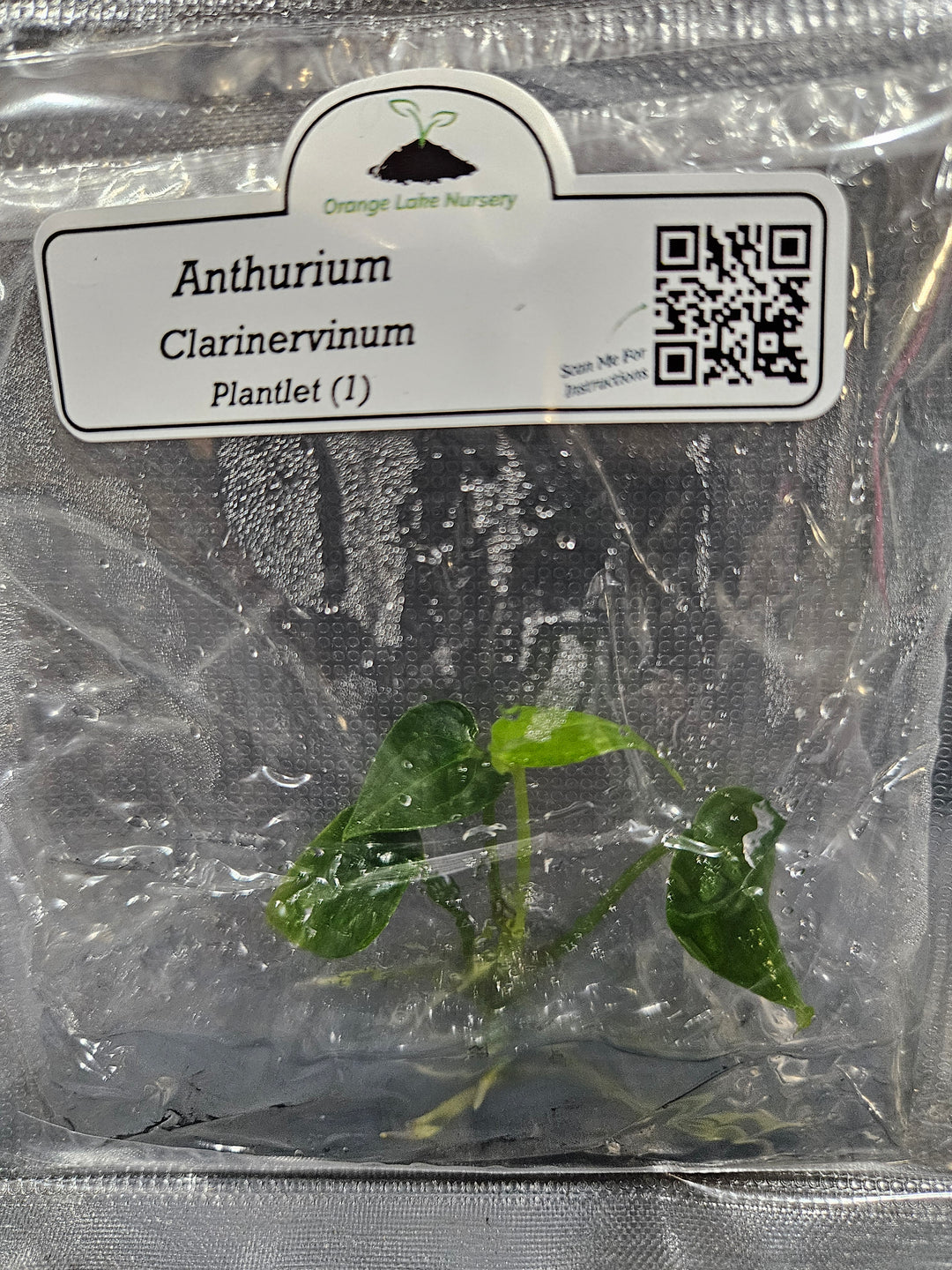 Anthurium Clarinervium Tissue Culture