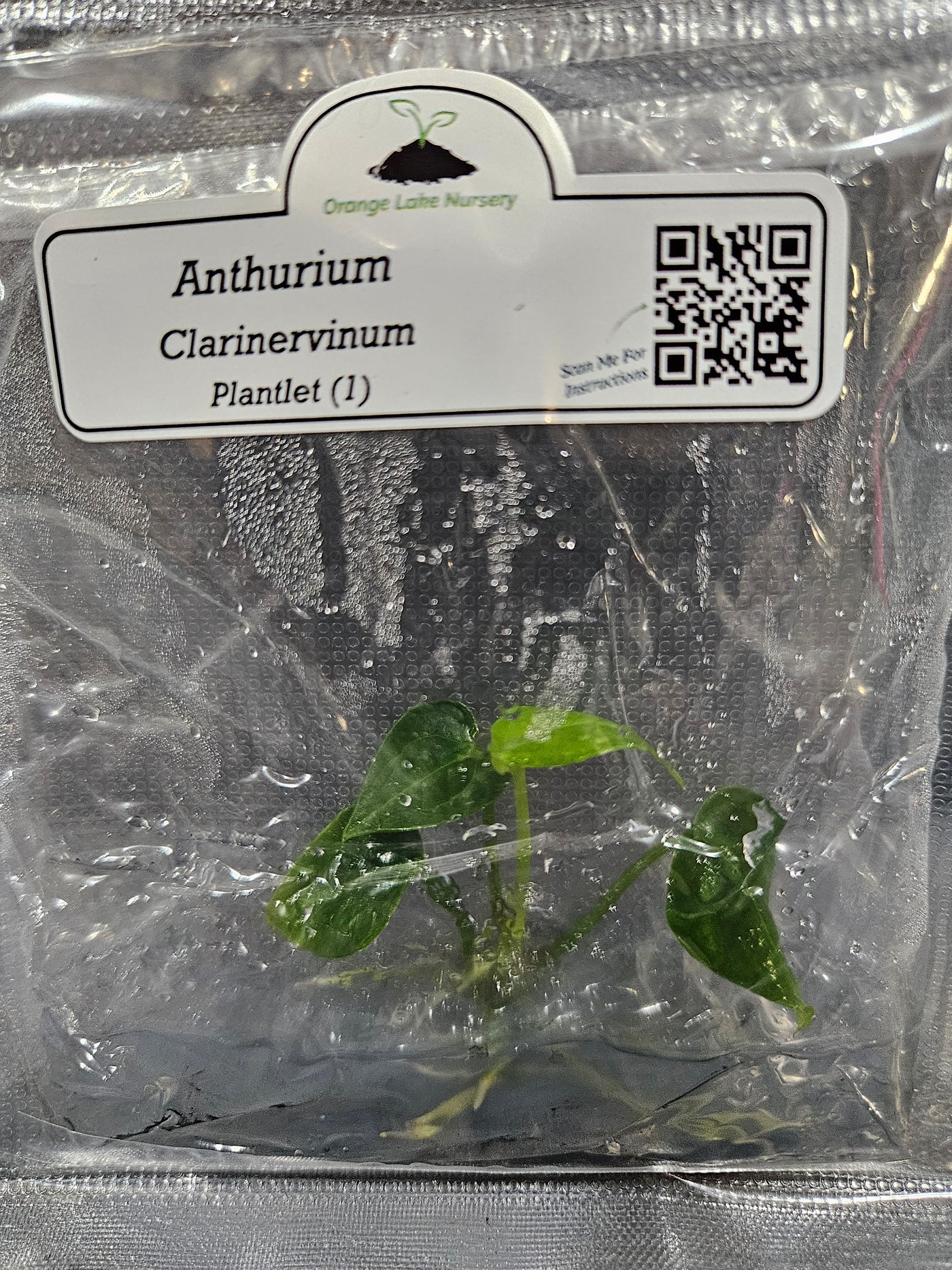 Anthurium Clarinervium Plantlets (1)