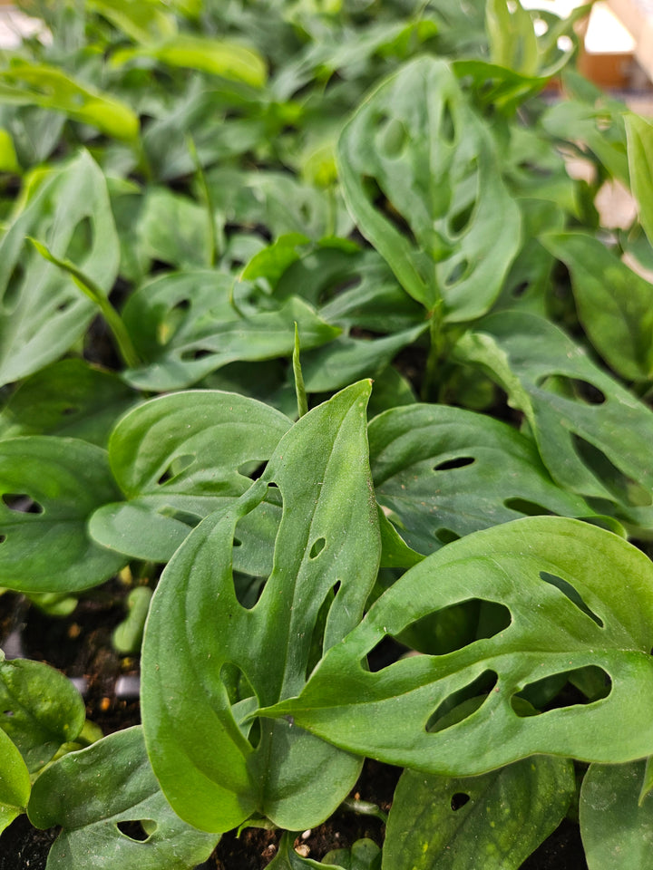 Monstera Esqueleto Plug