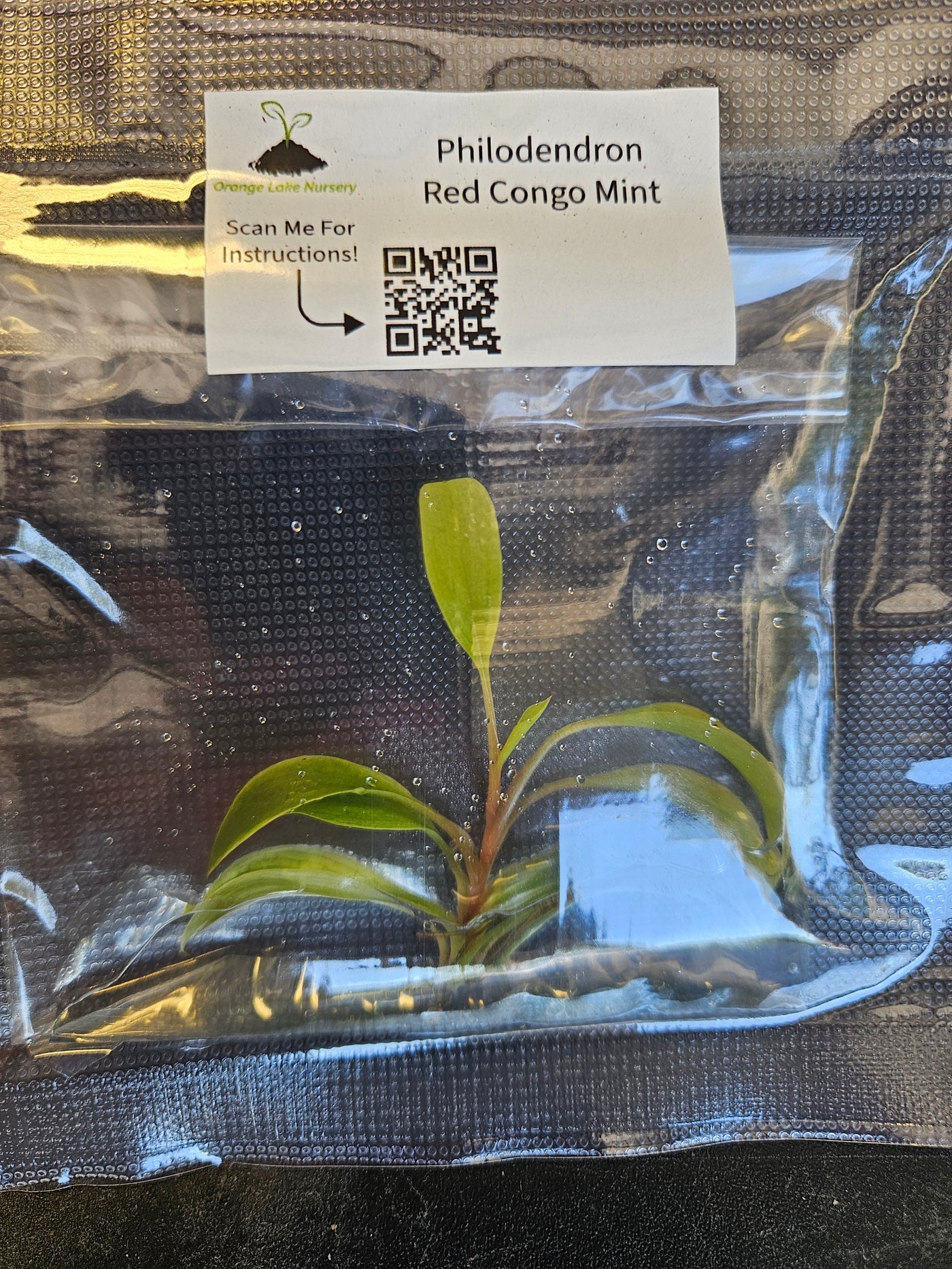 Philodendron Variegated Red Congo Mint Plantlet (1)