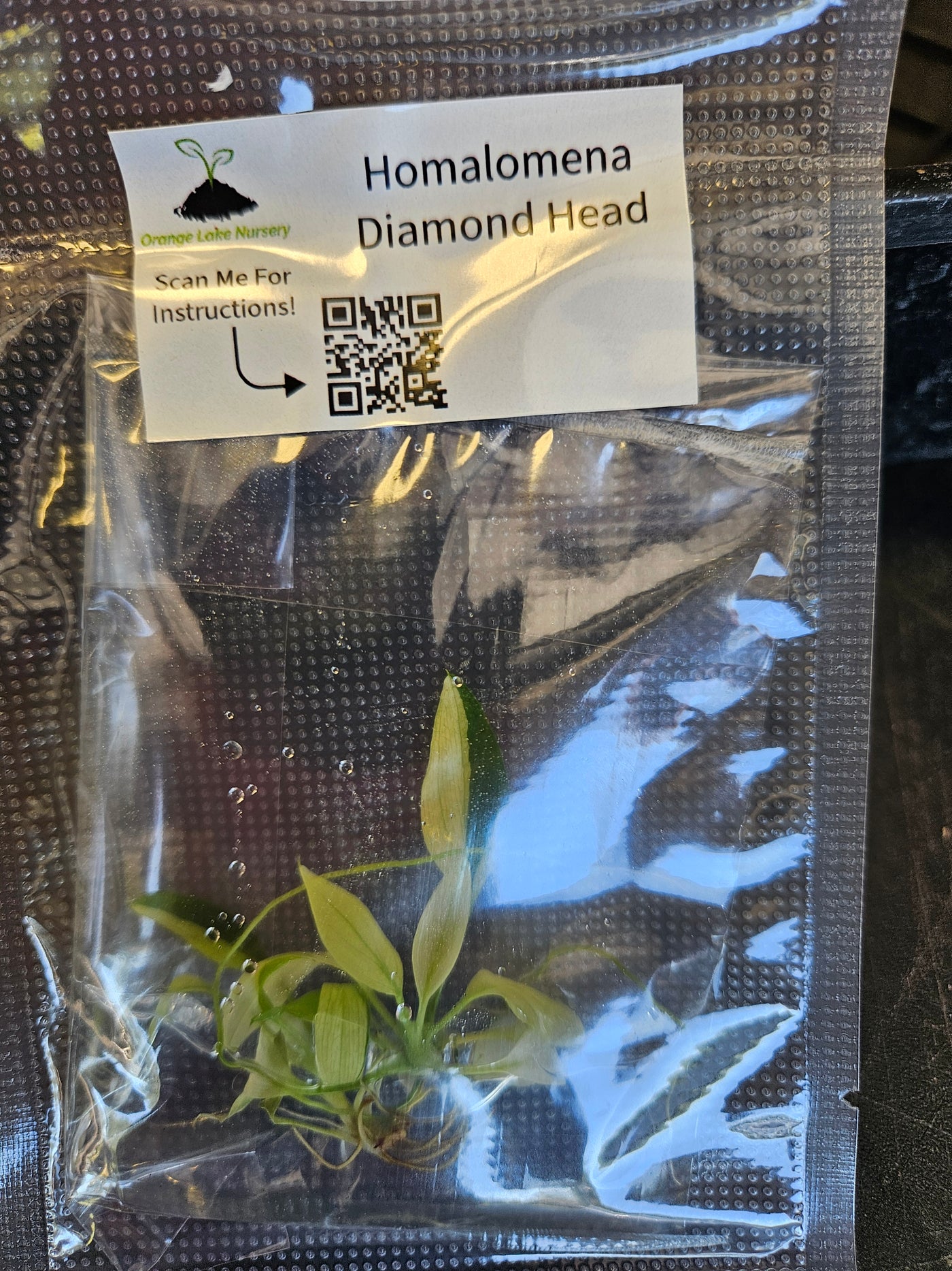Homalomena Rubescens Diamond Head Plantlet (1)