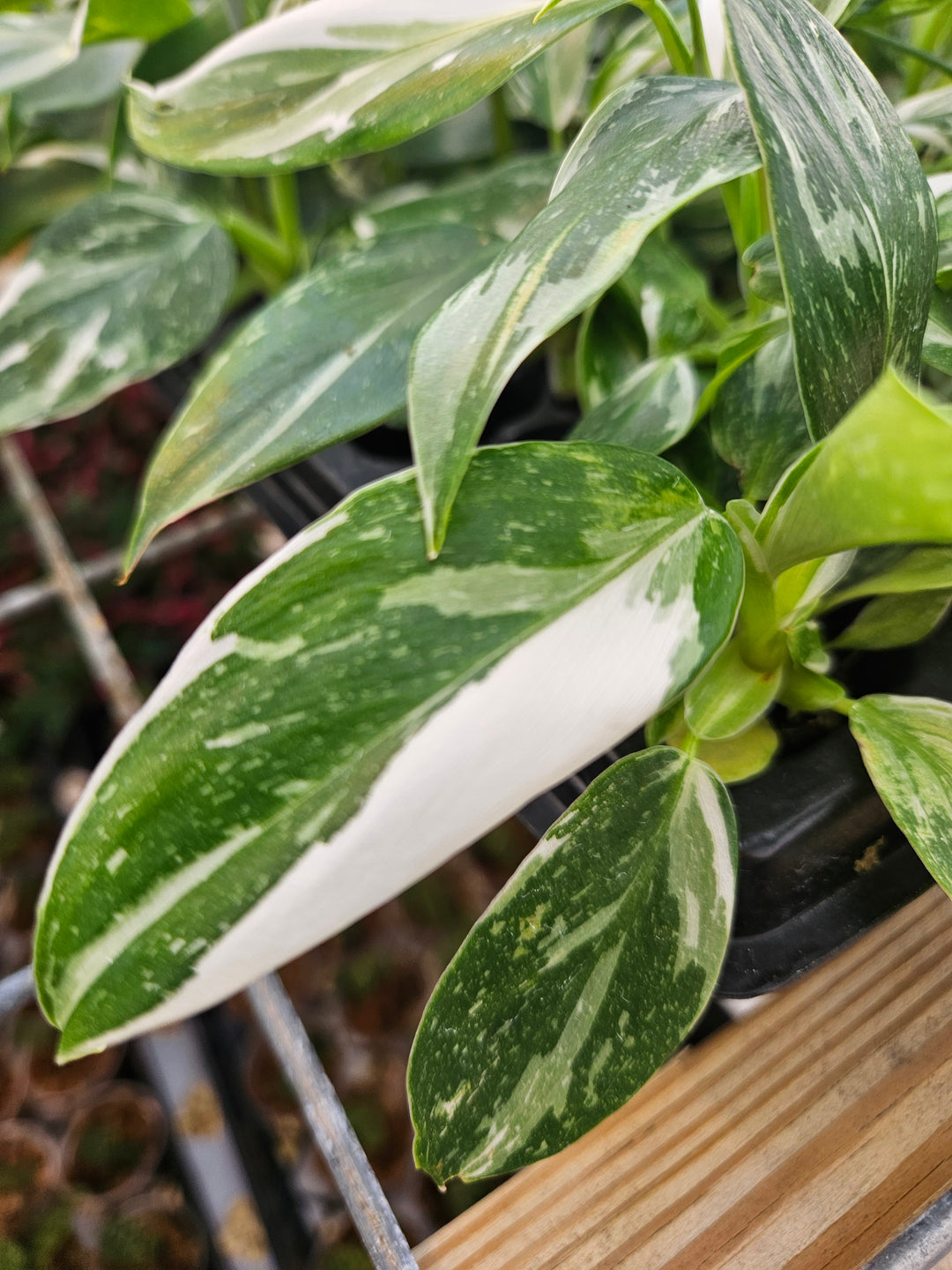 Philodendron White Wizard