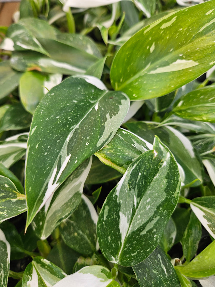 Philodendron White Wizard