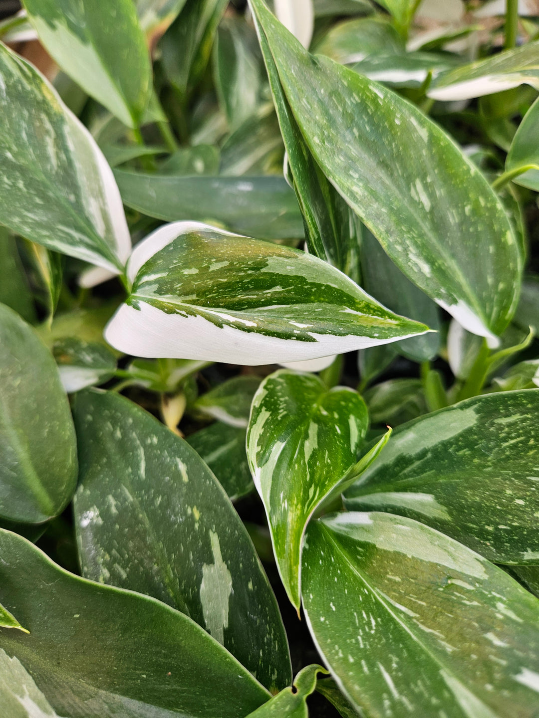 Philodendron White Wizard