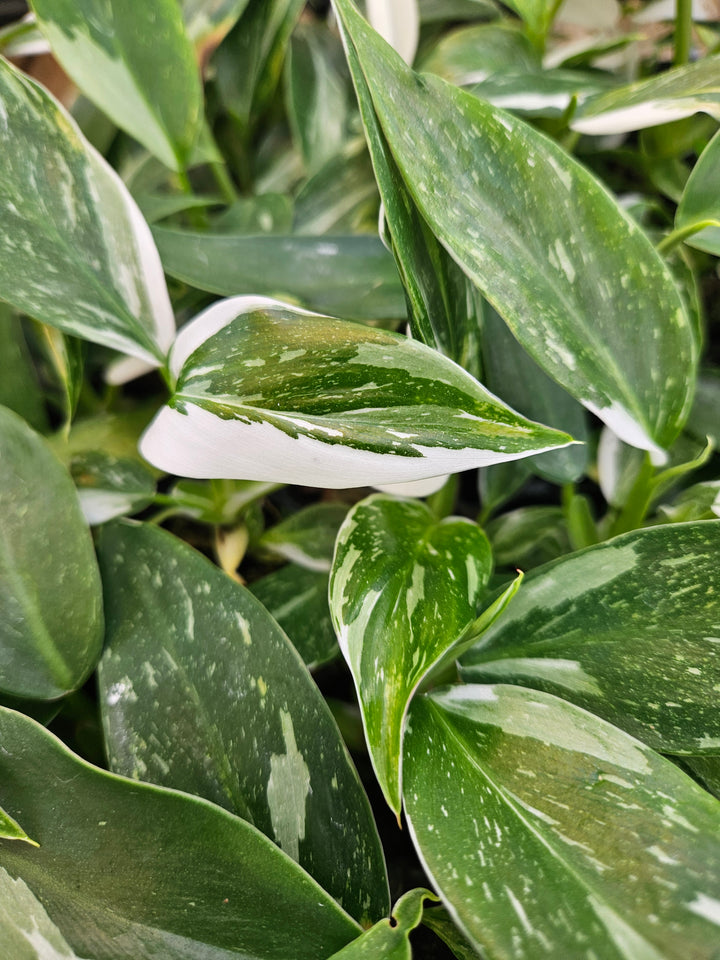 Philodendron White Wizard