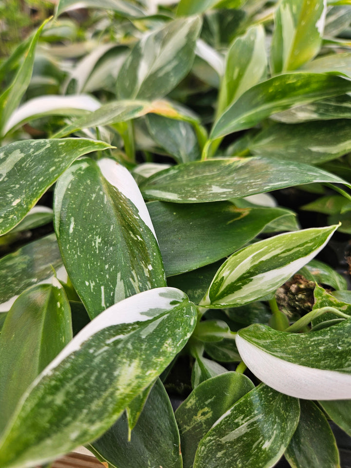 Philodendron White Wizard