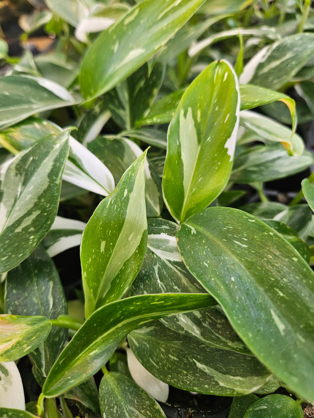 Philodendron White Wizard