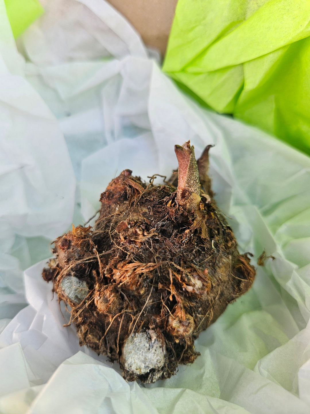 Caladium Red Ruffles (5 bulbs)