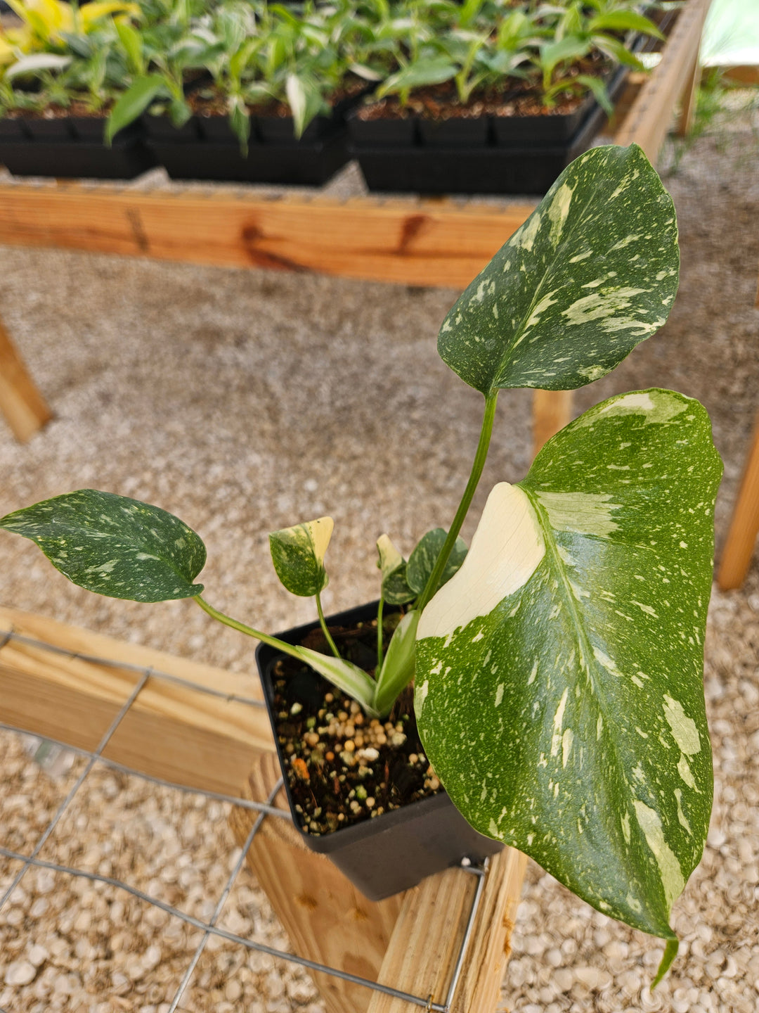 Monstera Thai Constellation (4in)