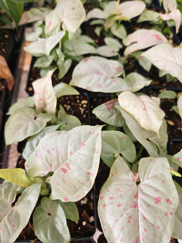 Syngonium Milk Confetti (4in)