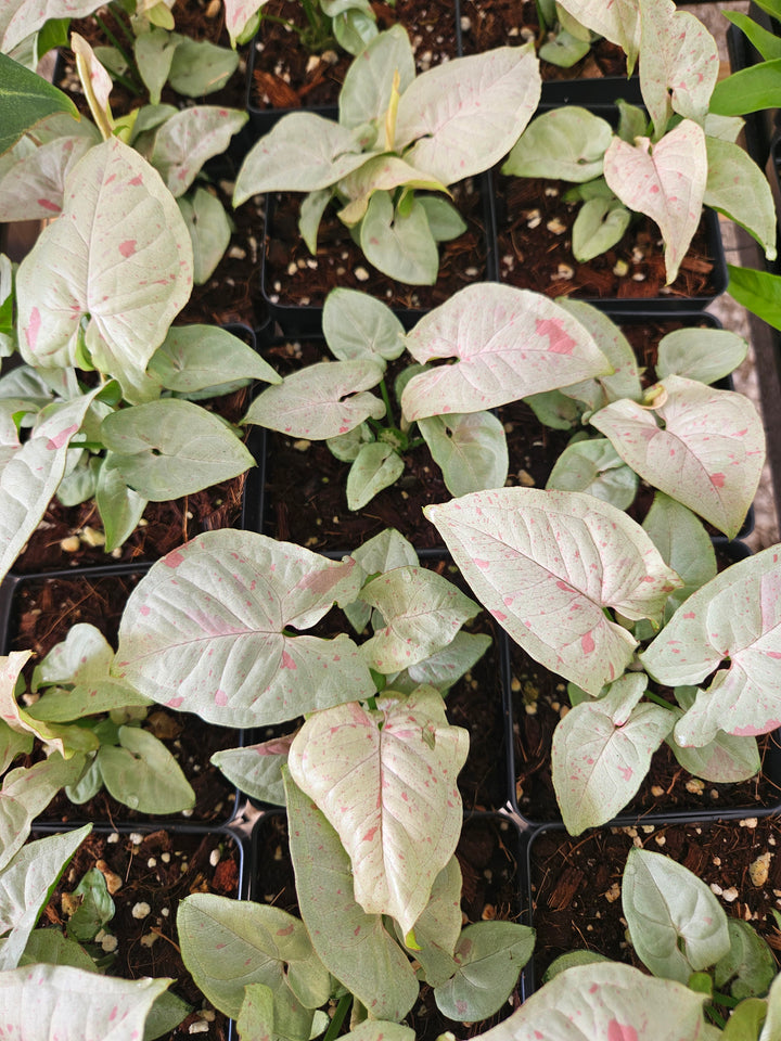 Syngonium Milk Confetti (4in)