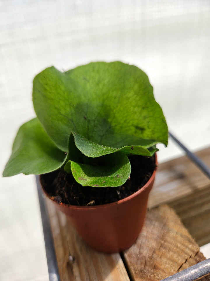 Elephant Staghorn Fern Plug