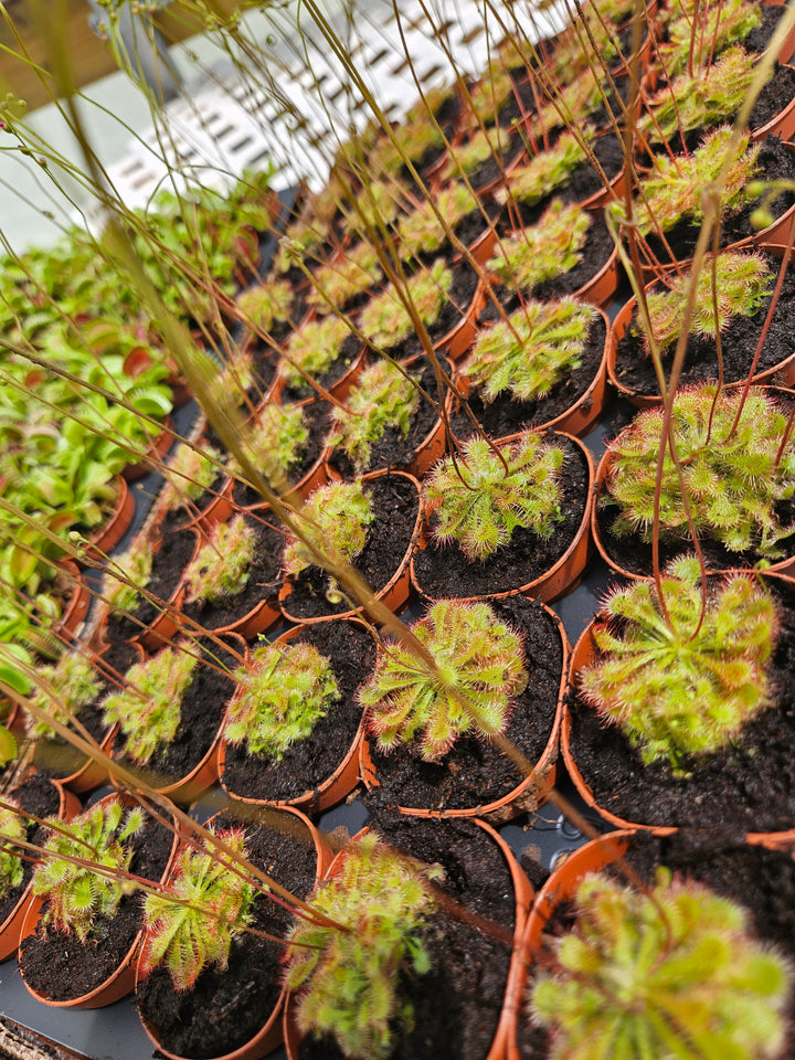 Drosera Spatulata "SunDew ' Plug