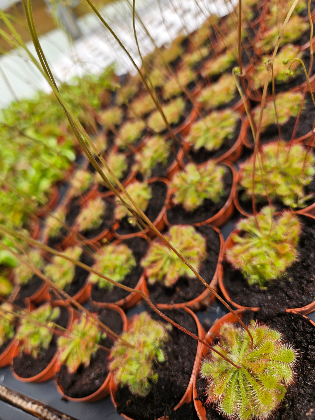 Drosera Spatulata "SunDew ' Plug