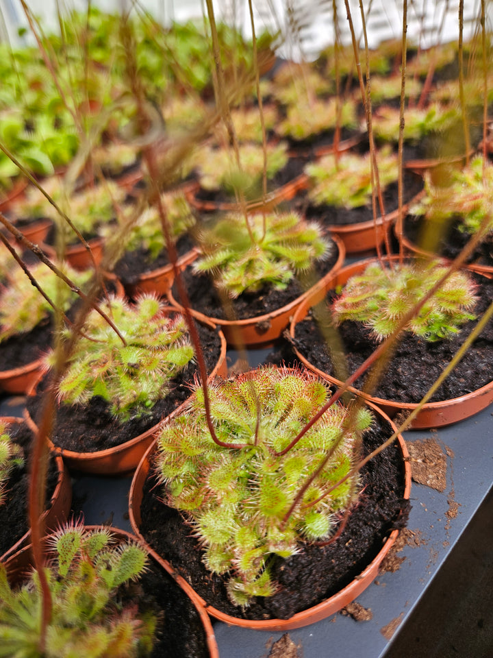 Drosera Spatulata "SunDew ' Plug