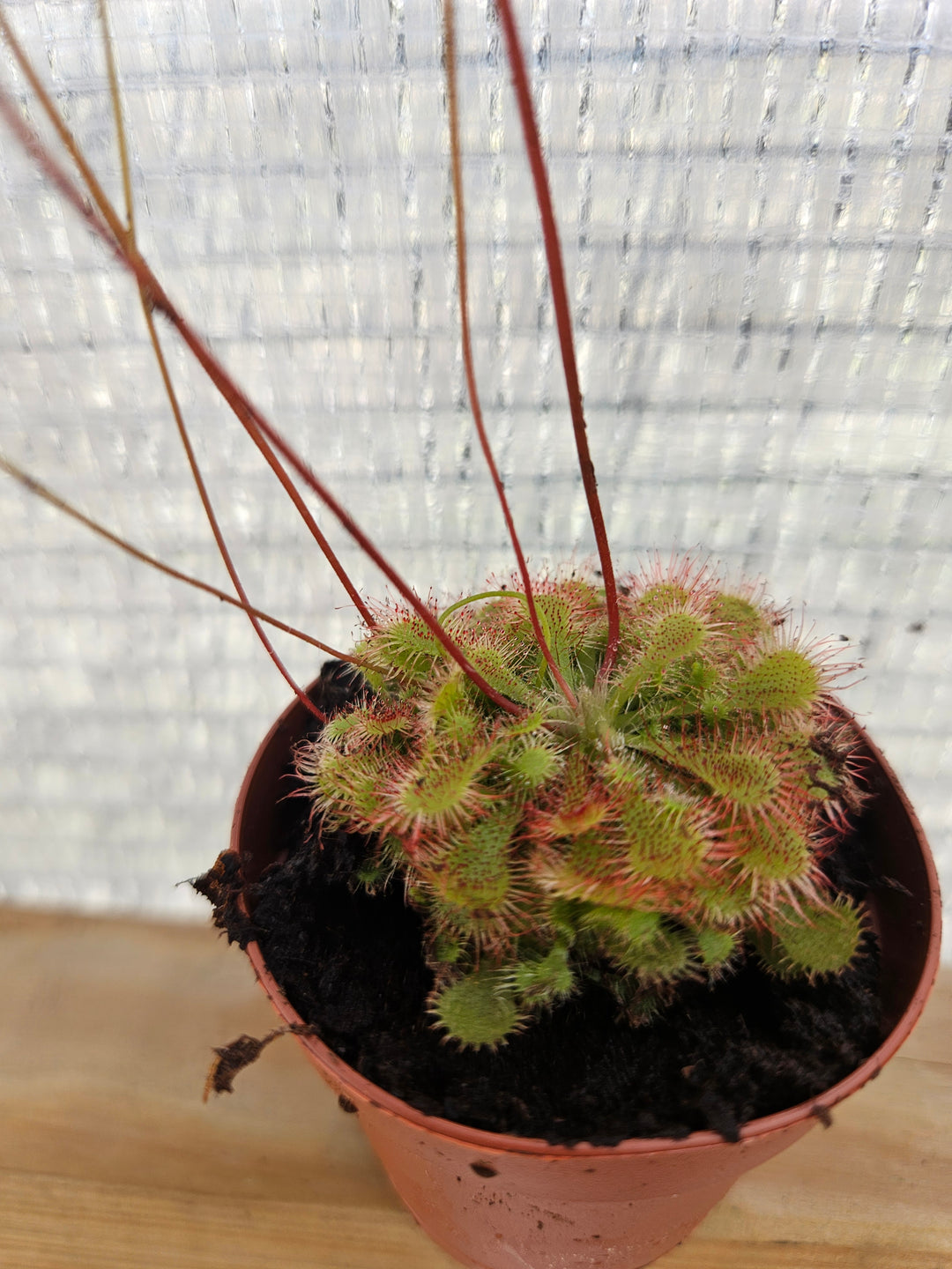 Drosera Spatulata "SunDew ' Plug