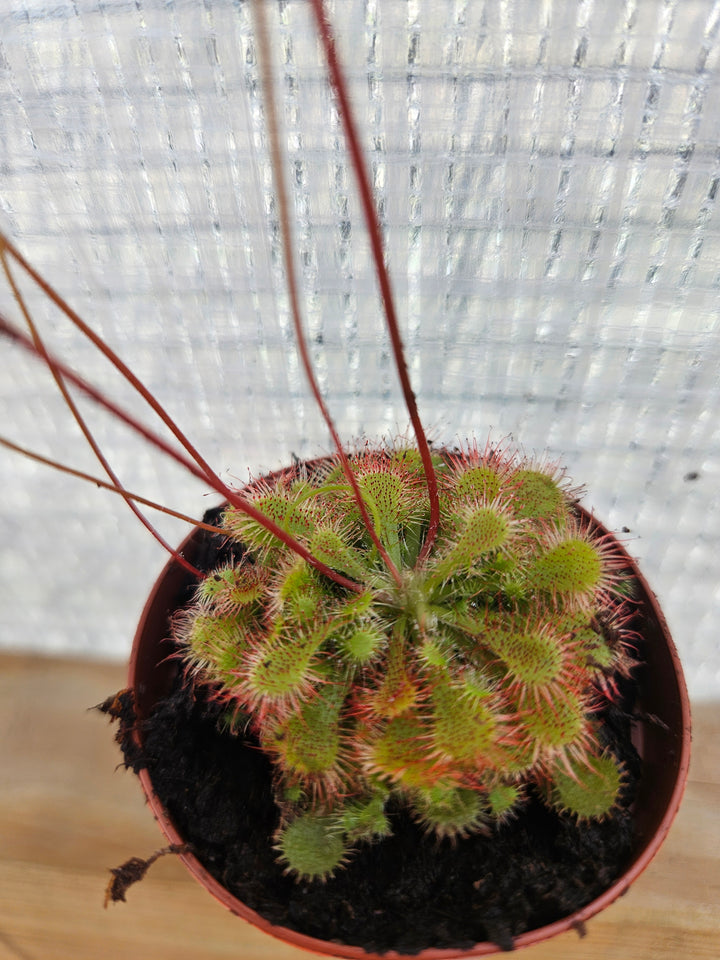 Drosera Spatulata "SunDew ' Plug