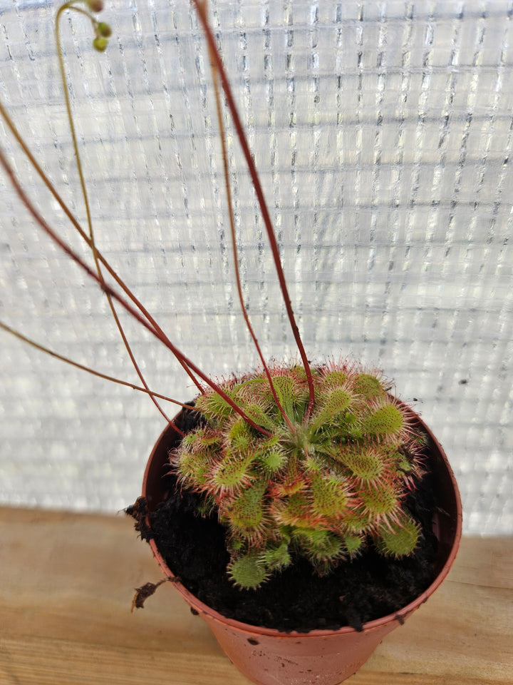 Drosera Spatulata "SunDew ' Plug