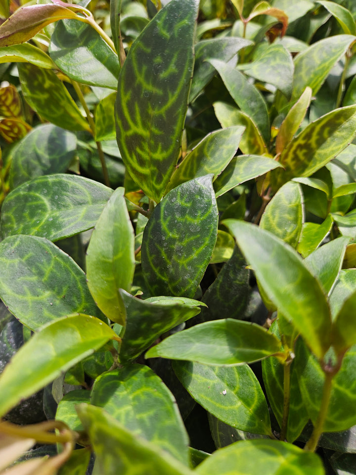 Black Pagoda Lipstick Plant Plug