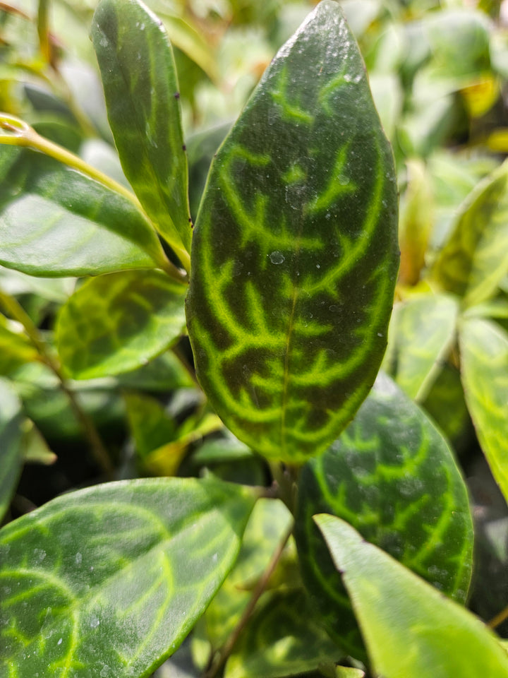 Black Pagoda Lipstick Plant Plug