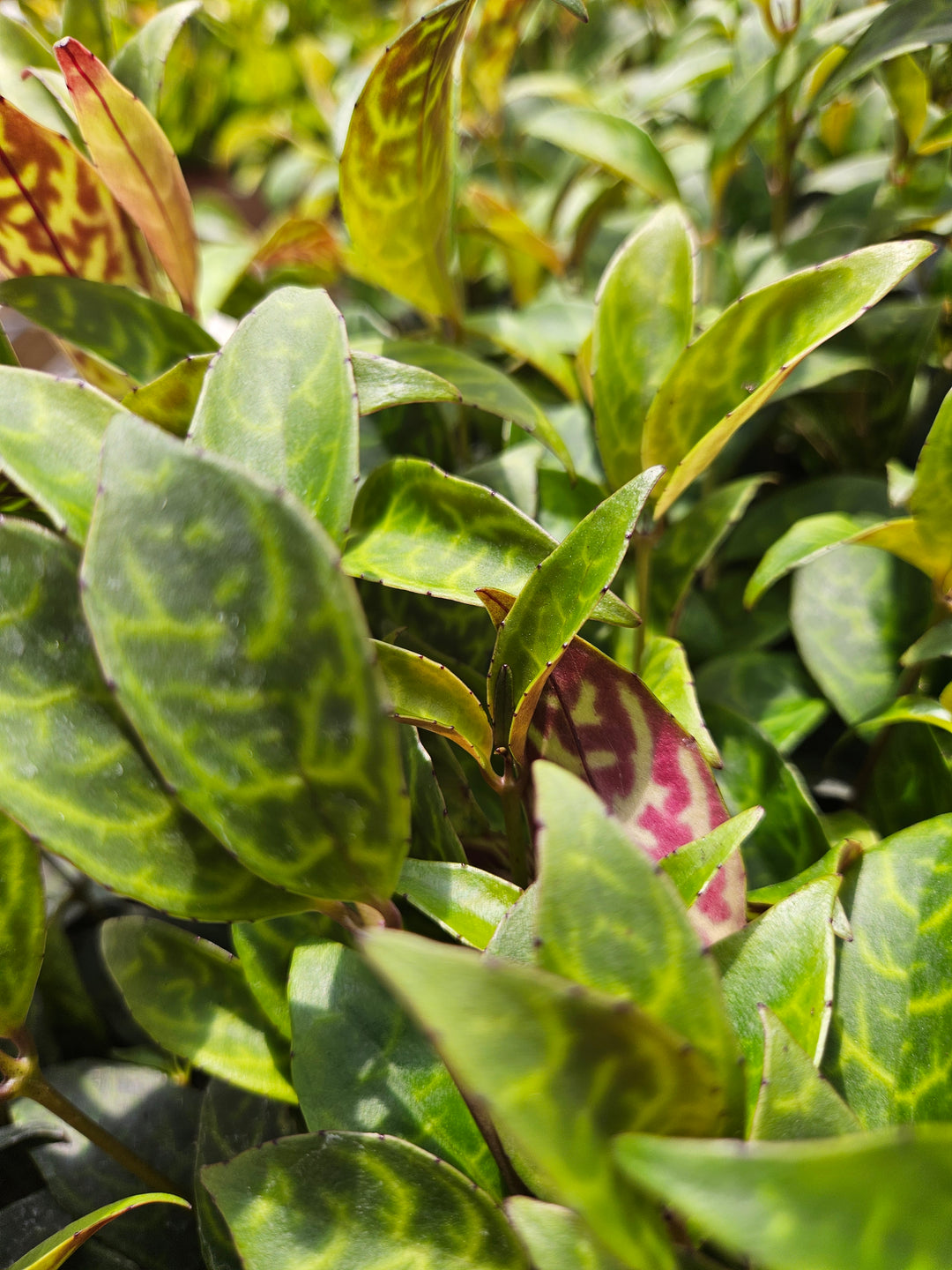 Black Pagoda Lipstick Plant Plug