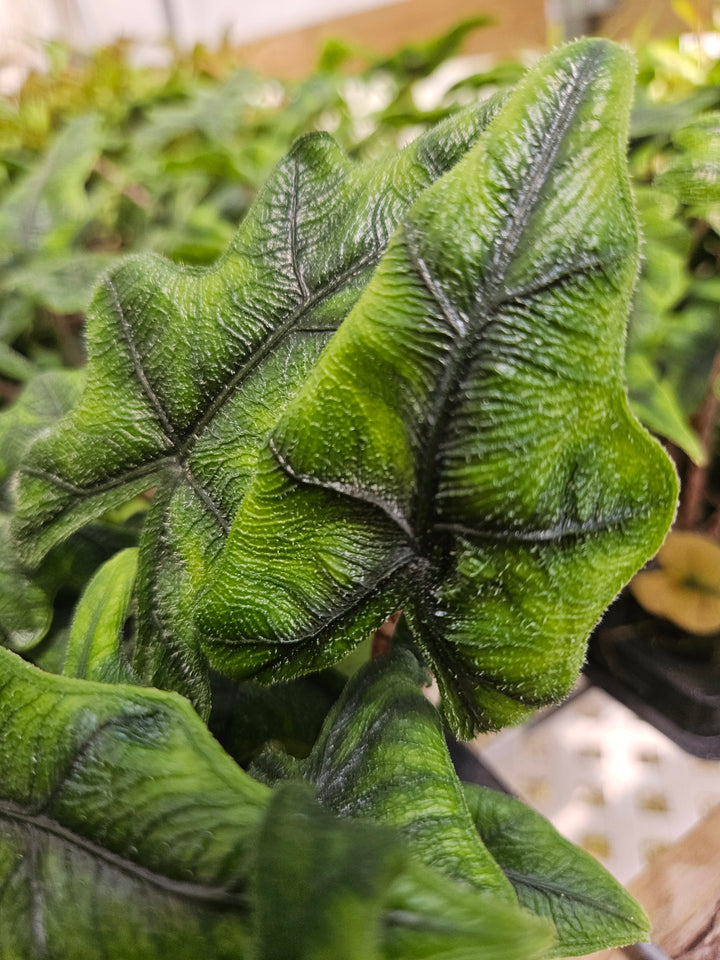 Alocasia Jacklyn Plug