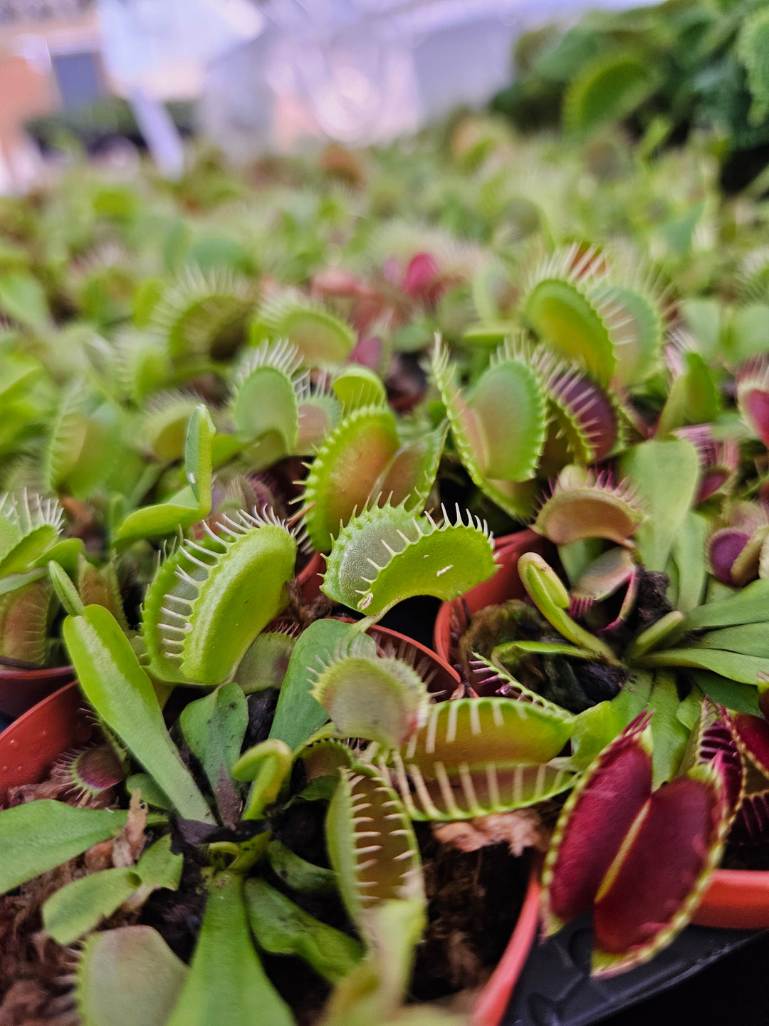 Venus Fly Trap